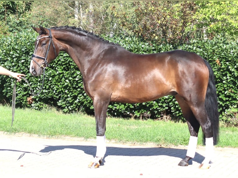Hannover Castrone 5 Anni 174 cm Baio in Selsingen