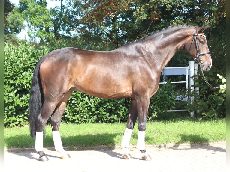 Hannover Castrone 5 Anni 174 cm Baio in Selsingen