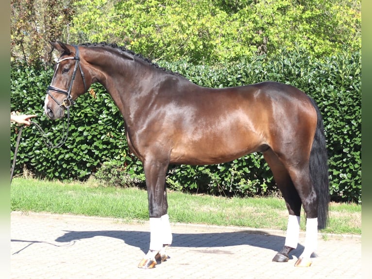 Hannover Castrone 5 Anni 174 cm Baio in Selsingen