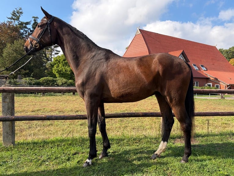 Hannover Castrone 5 Anni 174 cm Baio scuro in Balge