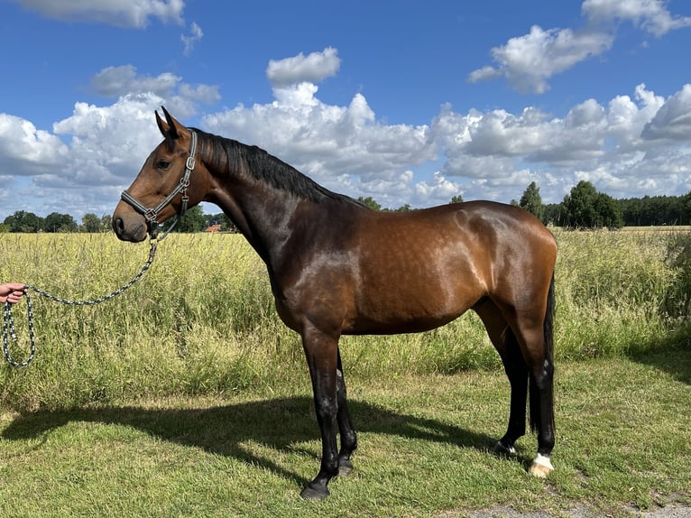 Hannover Castrone 5 Anni 174 cm Baio scuro in Wietzen