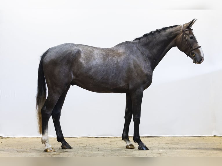 Hannover Castrone 5 Anni 174 cm  in Waddinxveen