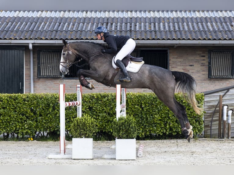 Hannover Castrone 5 Anni 174 cm  in Waddinxveen