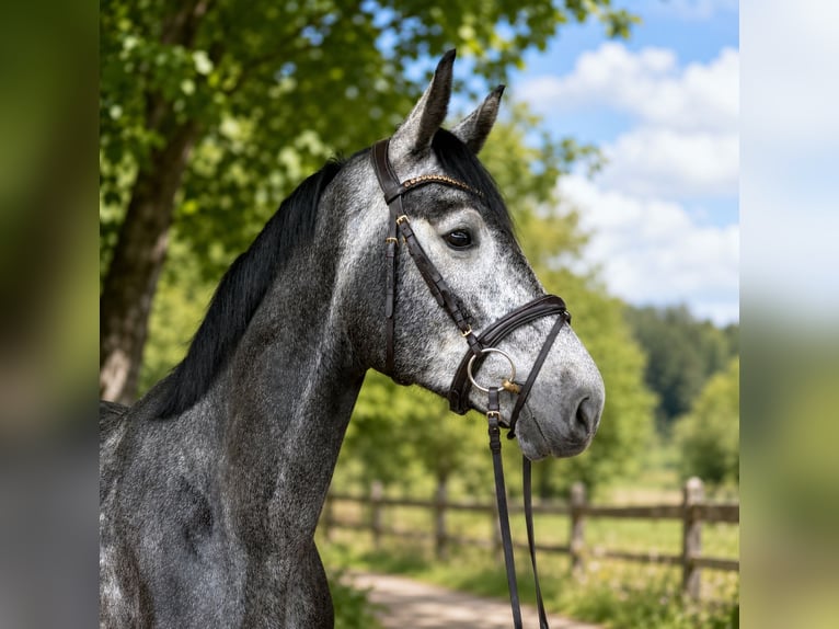 Hannover Castrone 5 Anni 174 cm Grigio in Rhade
