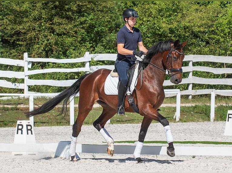 Hannover Castrone 5 Anni 175 cm Baio in Pilisjászfalu