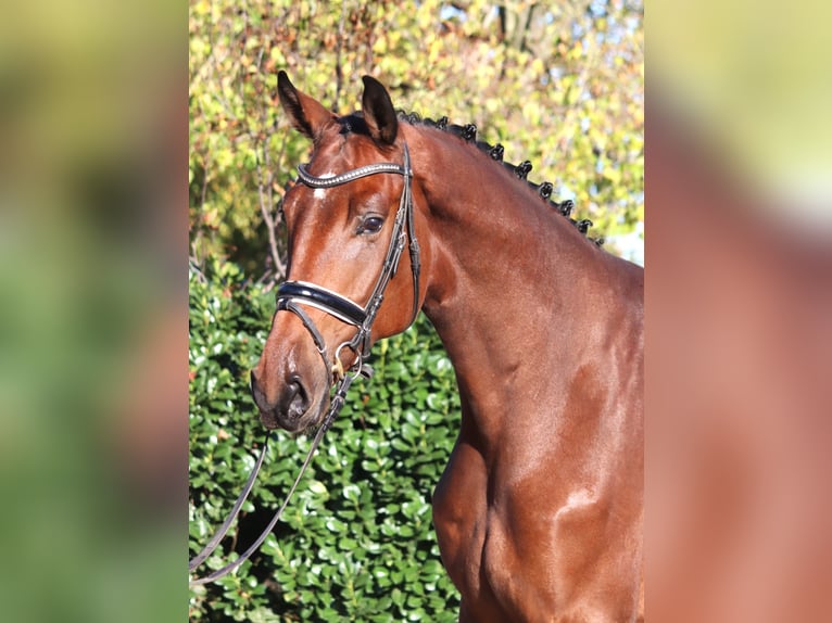 Hannover Castrone 5 Anni 175 cm Baio in Selsingen