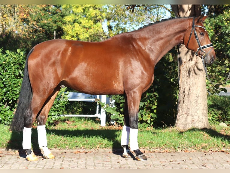 Hannover Castrone 5 Anni 175 cm Baio in Selsingen