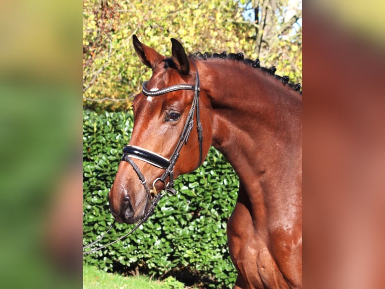 Hannover Castrone 5 Anni 175 cm Baio in Selsingen