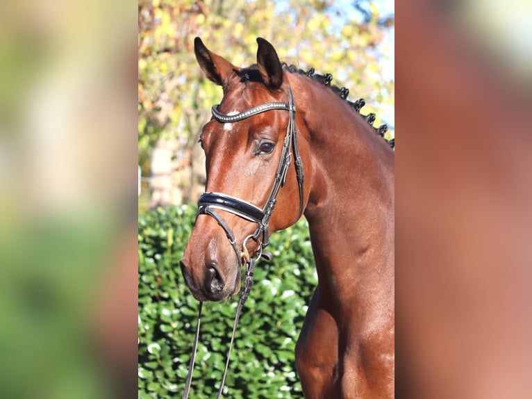 Hannover Castrone 5 Anni 175 cm Baio in Selsingen