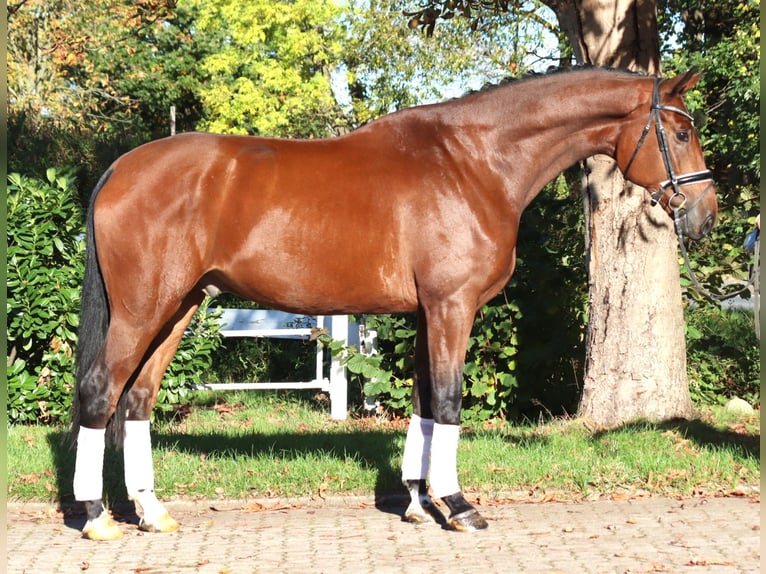 Hannover Castrone 5 Anni 175 cm Baio in Selsingen