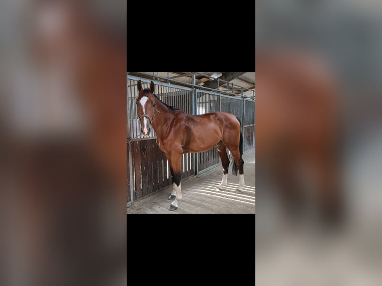 Hannover Castrone 5 Anni 175 cm Baio in Hambergen