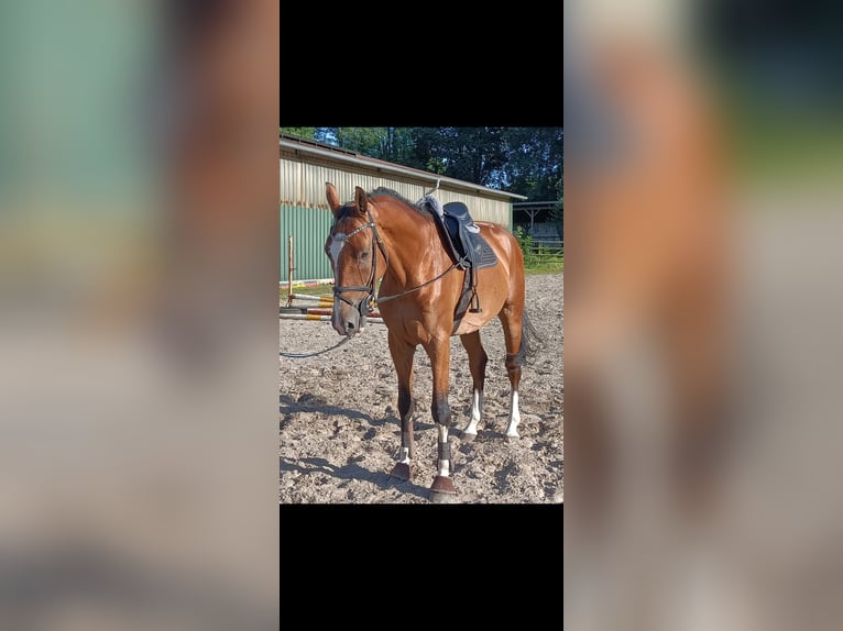 Hannover Castrone 5 Anni 175 cm Baio in Hambergen