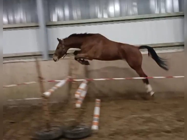 Hannover Castrone 5 Anni 175 cm Baio in Hambergen