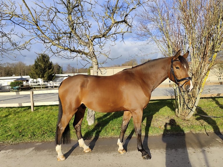 Hannover Castrone 5 Anni 175 cm Baio chiaro in Roßdorf