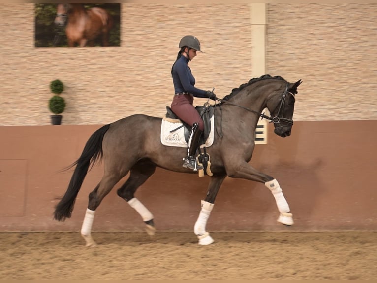 Hannover Castrone 5 Anni 175 cm Baio nero in Wehringen