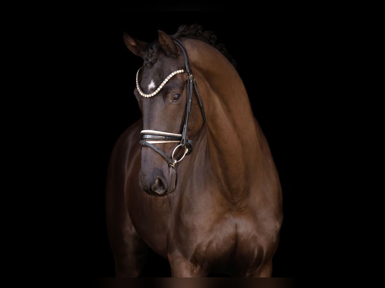 Hannover Castrone 5 Anni 175 cm Baio nero in Wehringen