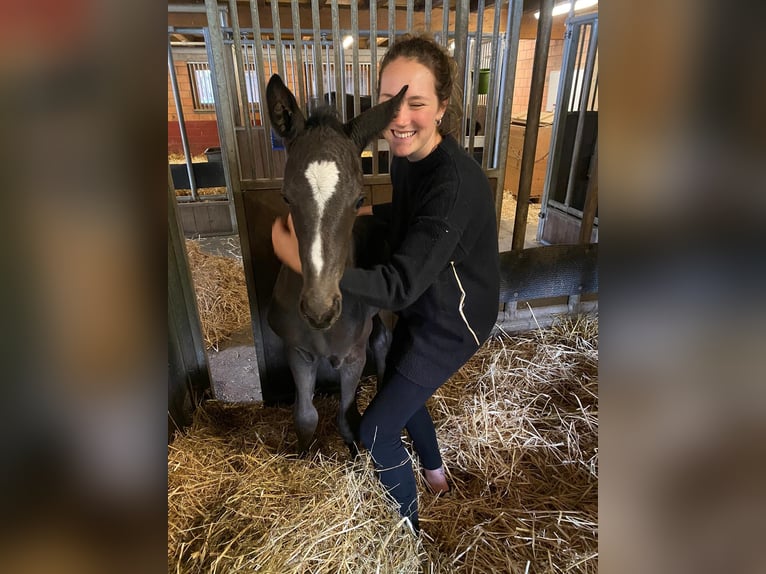 Hannover Castrone 5 Anni 175 cm Baio nero in Rüegsauschachen
