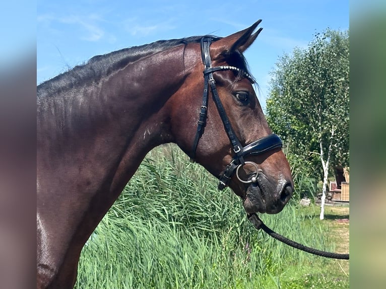 Hannover Castrone 5 Anni 175 cm Baio scuro in Weisendorf