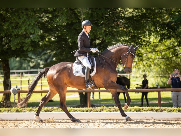 Hannover Castrone 5 Anni 175 cm Baio scuro in Weisendorf