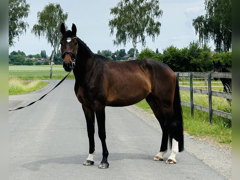Hannover Castrone 5 Anni 175 cm Baio scuro in Hohenhameln