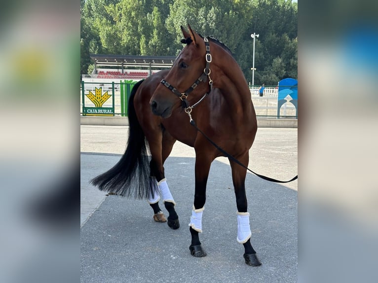 Hannover Castrone 5 Anni 175 cm Baio scuro in Valdemoro