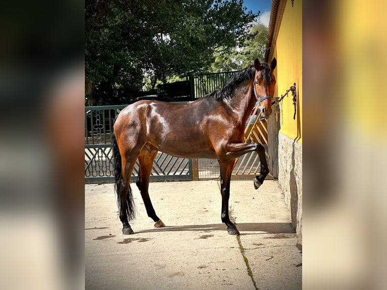 Hannover Castrone 5 Anni 175 cm Baio scuro in Valdemoro