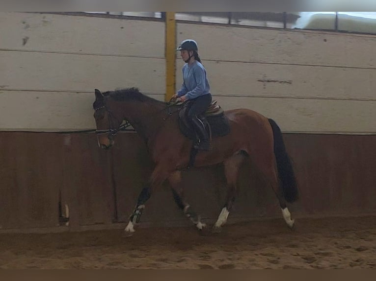 Hannover Castrone 5 Anni 175 cm Baio scuro in Braunschweig