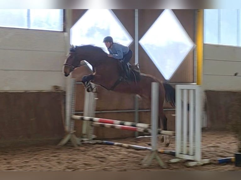 Hannover Castrone 5 Anni 175 cm Baio scuro in Braunschweig