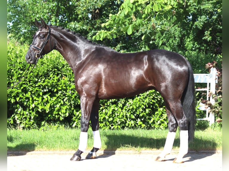 Hannover Castrone 5 Anni 175 cm Morello in Selsingen