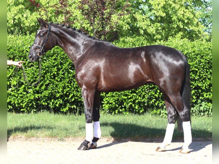 Hannover Castrone 5 Anni 175 cm Morello in Selsingen