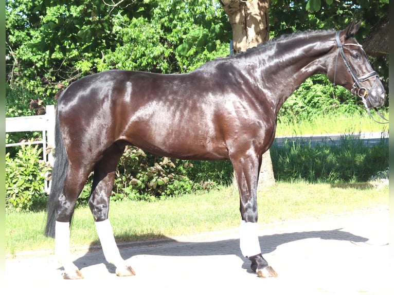 Hannover Castrone 5 Anni 175 cm Morello in Selsingen