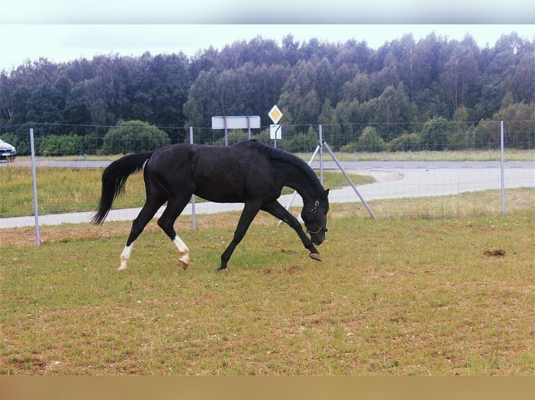 Hannover Mix Castrone 5 Anni 175 cm Morello in Nowy Dwór Gdański