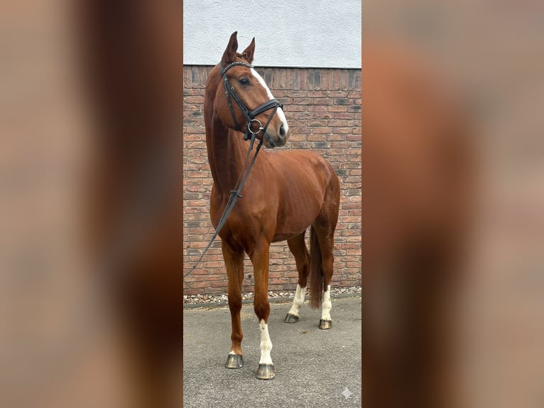 Hannover Castrone 5 Anni 175 cm Sauro in Niederkassel