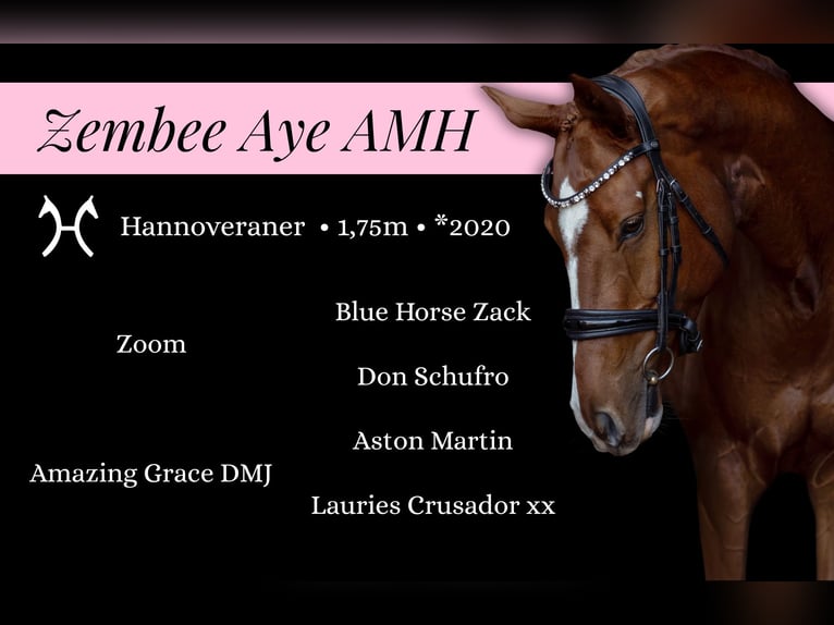 Hannover Castrone 5 Anni 175 cm Sauro scuro in Vlkanov&#xE1;