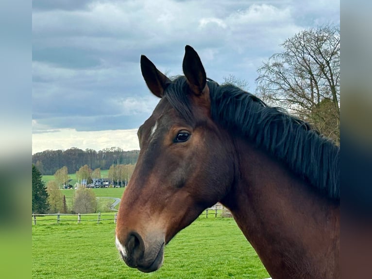 Hannover Castrone 5 Anni 176 cm Baio scuro in Melle