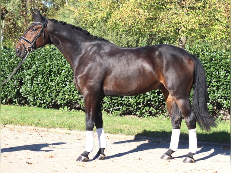 Hannover Castrone 5 Anni 176 cm Baio scuro in Selsingen