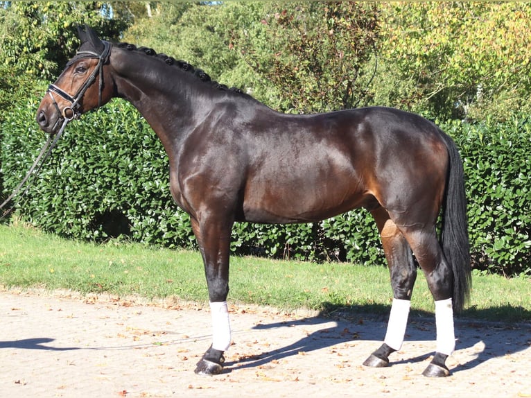 Hannover Castrone 5 Anni 176 cm Baio scuro in Selsingen
