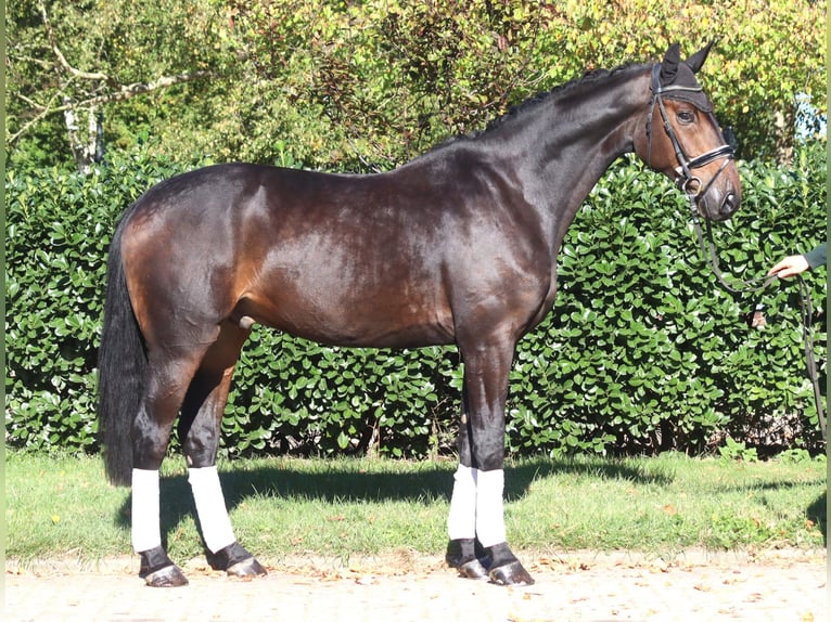 Hannover Castrone 5 Anni 176 cm Baio scuro in Selsingen