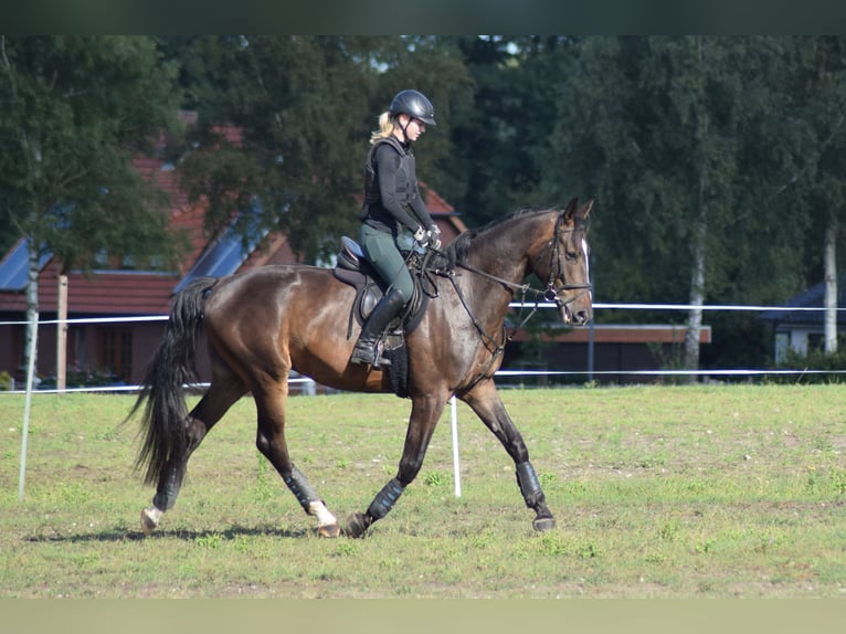 Hannover Castrone 5 Anni 176 cm Baio scuro in Tarmstedt