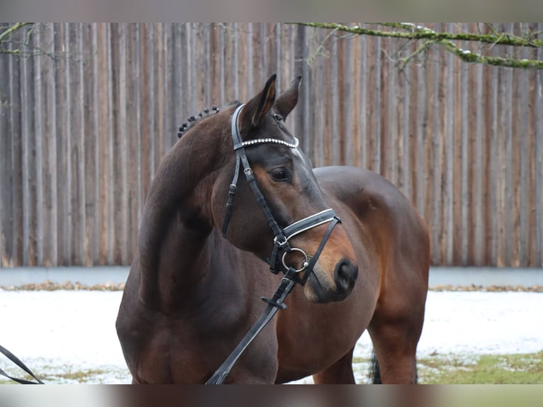 Hannover Castrone 5 Anni 176 cm Baio scuro in Celle