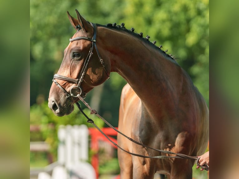 Hannover Castrone 5 Anni 176 cm Baio scuro in Münster