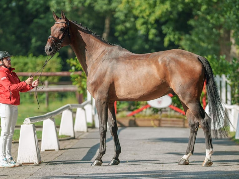 Hannover Castrone 5 Anni 176 cm Baio scuro in Münster