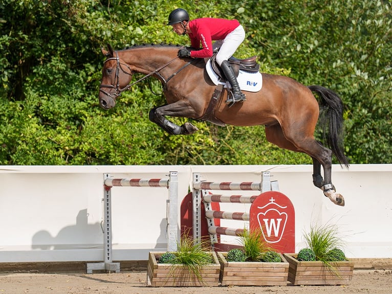 Hannover Castrone 5 Anni 176 cm Baio scuro in Münster