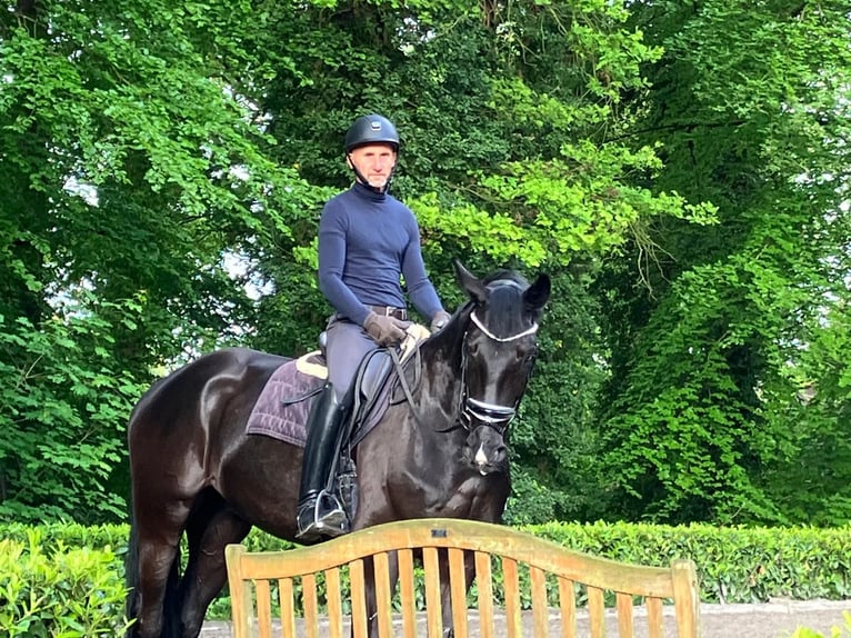 Hannover Castrone 5 Anni 176 cm Morello in Hemslingen