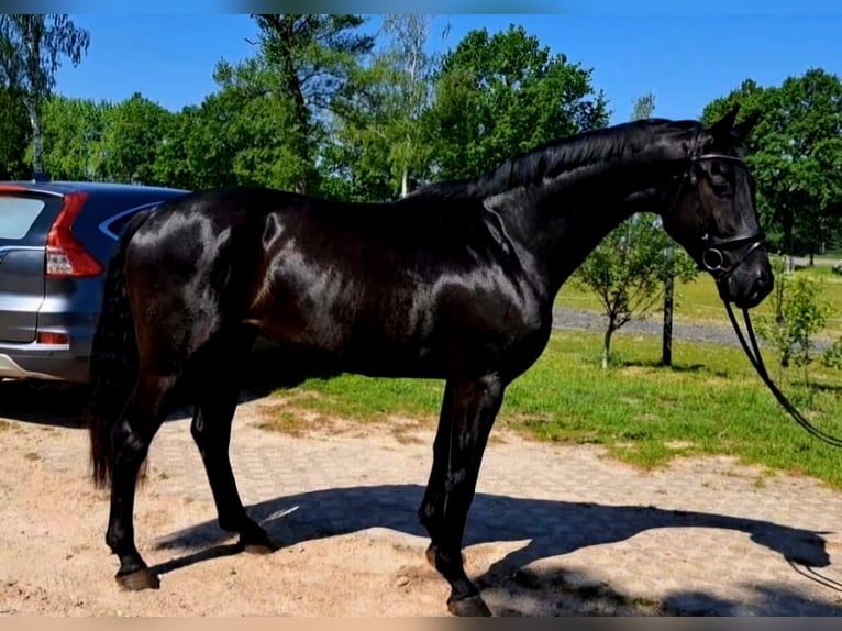 Hannover Castrone 5 Anni 176 cm Morello in Hohenhorn