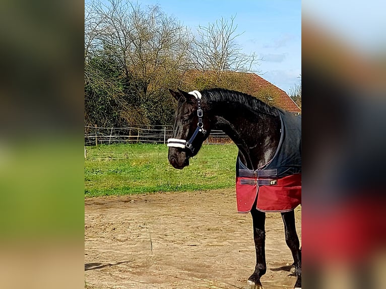 Hannover Castrone 5 Anni 176 cm Morello in Hohenhorn
