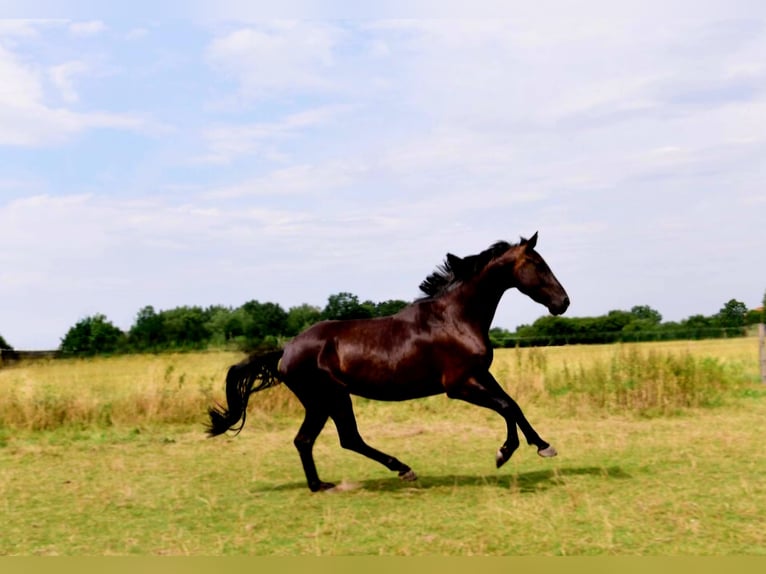 Hannover Castrone 5 Anni 176 cm Morello in Hohenhorn