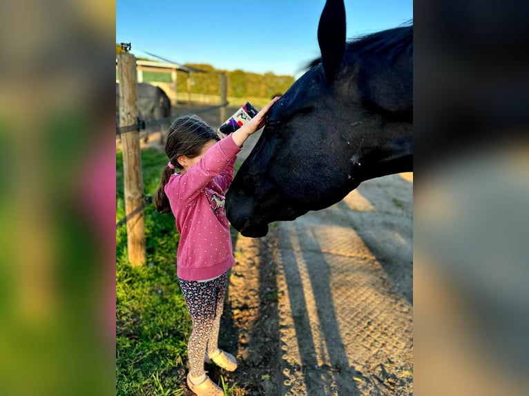 Hannover Castrone 5 Anni 176 cm Morello in Hohenhorn