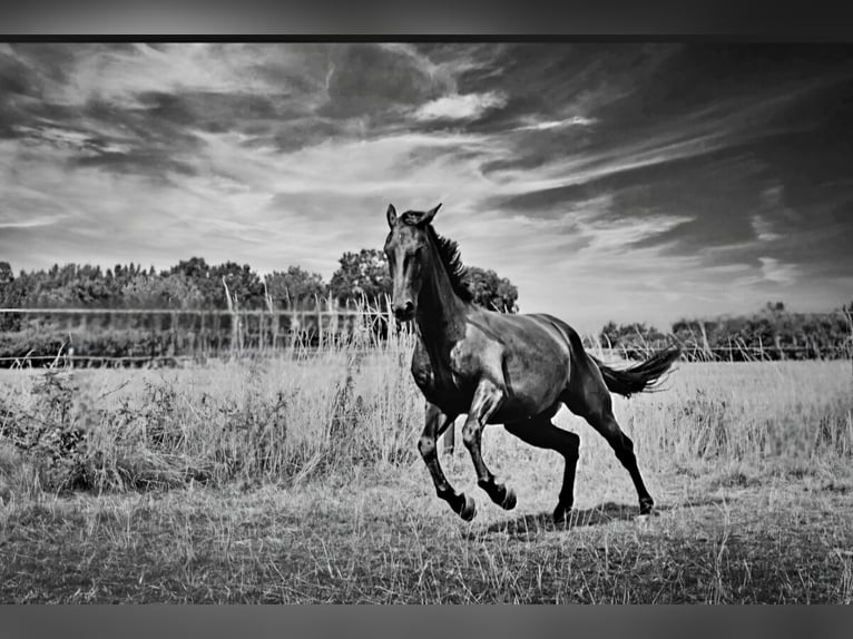 Hannover Castrone 5 Anni 176 cm Morello in Hohenhorn