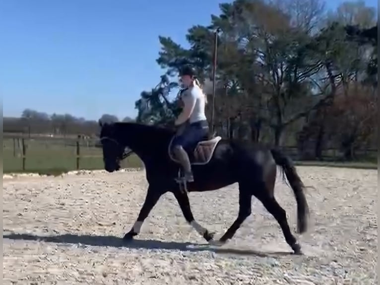 Hannover Castrone 5 Anni 176 cm Morello in Hohenhorn